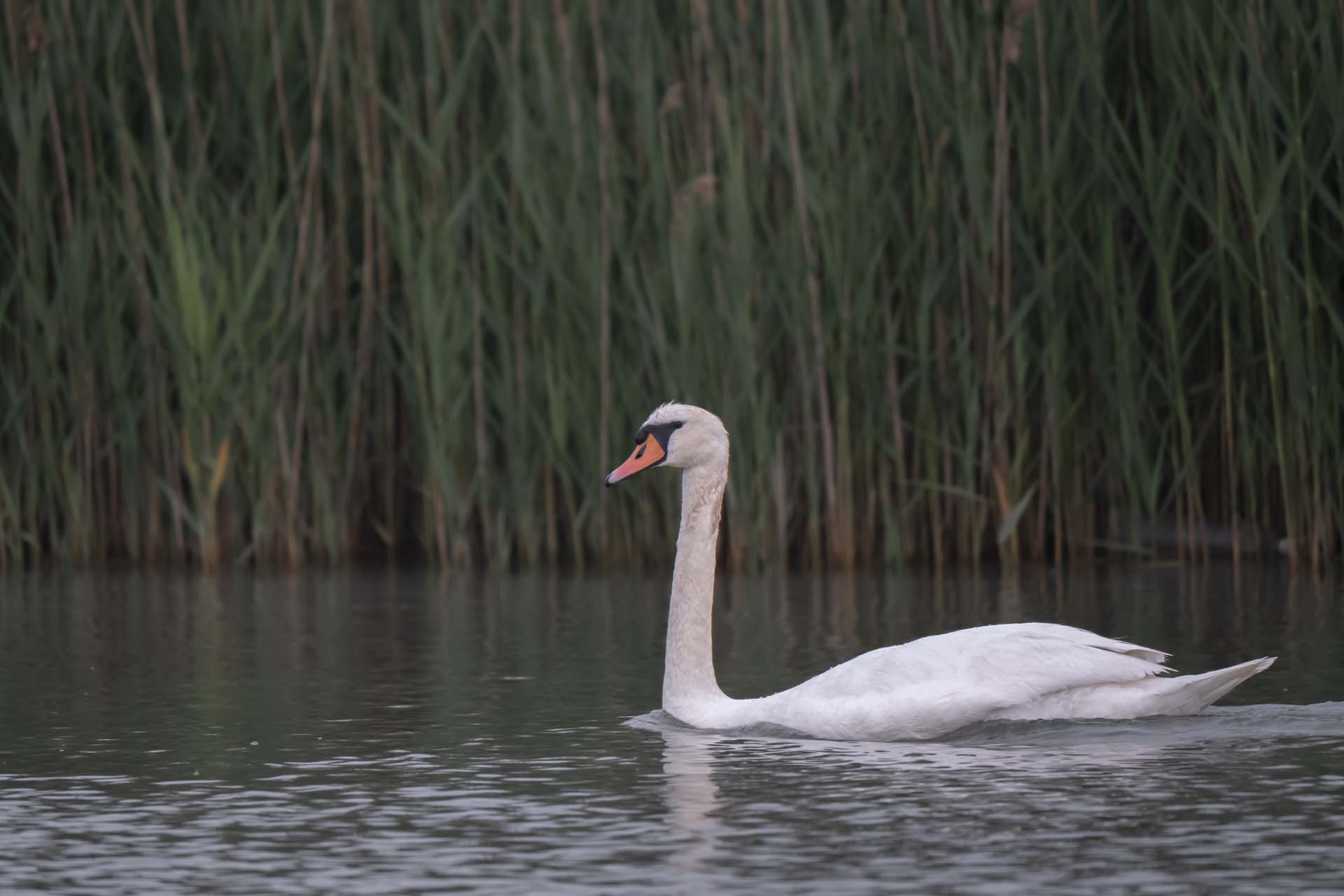 Cigno che nuota