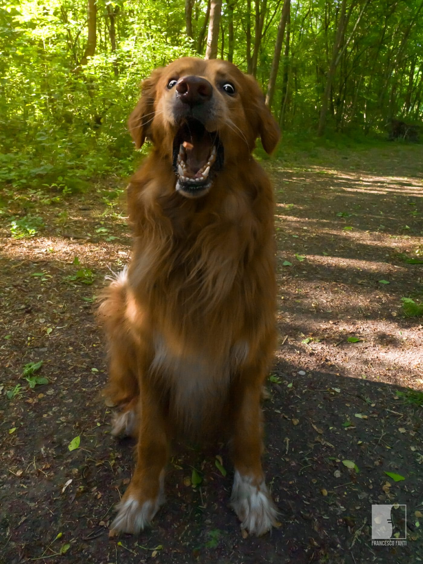 Balu - Hovawart