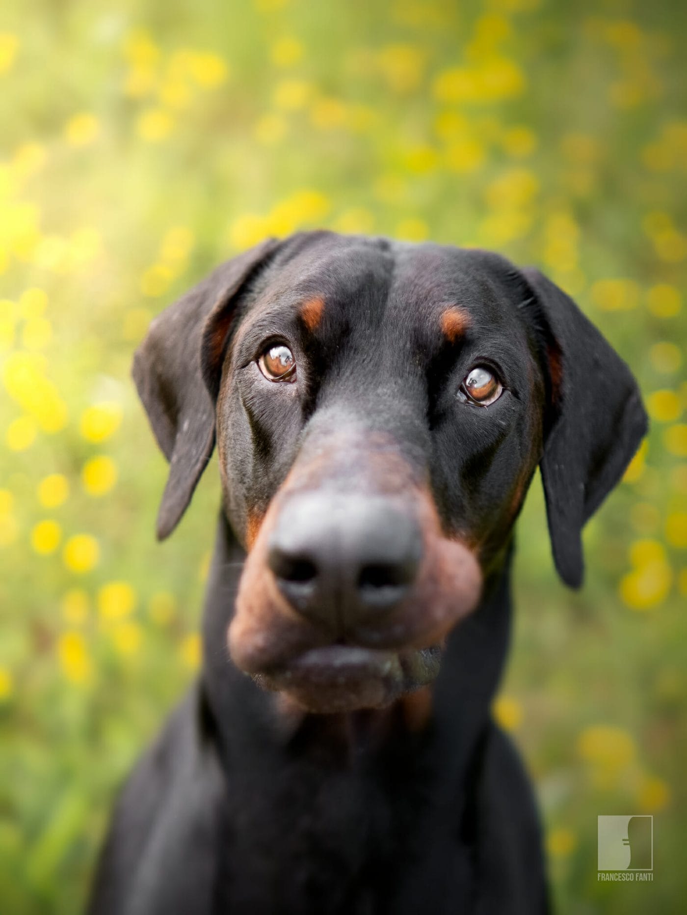 Byron-Dobermann ritratto
